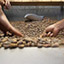 Conexión Chocolate Cacao Products icon