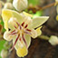 theobroma cacao tree icon