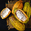 cacao pods icon