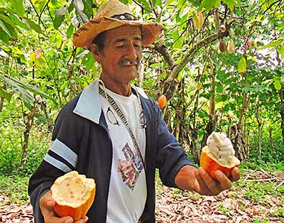 Ecuadorian cacao farmer holding cocoa pod