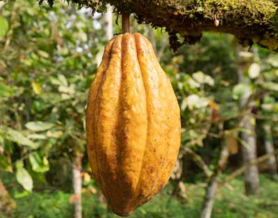 theobroma cacao tree with pod