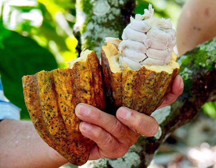Cacao & Chocolate Summit 2019