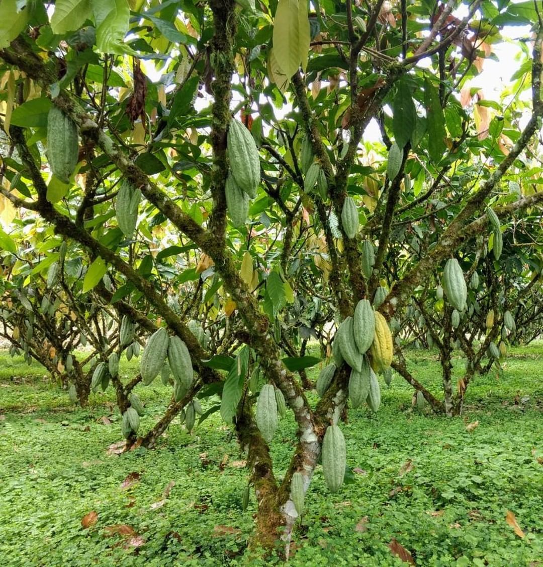 Taking A Dip into the World of Heirloom Cacao